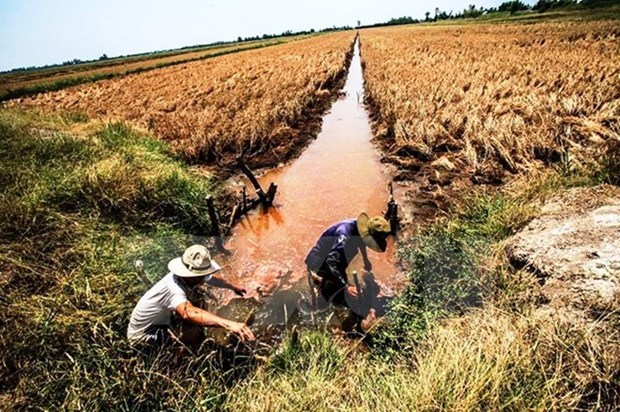 Saline intrusion may occur earlier in Mekong Delta hinh anh 1