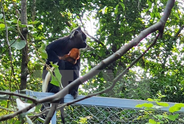 First Delacour’s langur baby born at Ninh Binh's Trang An Complex