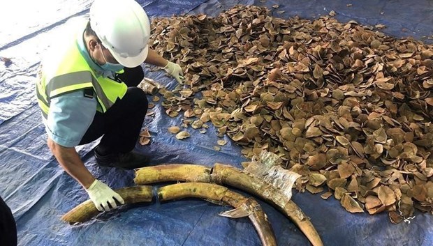 Six tonnes of ivory and pangolin scales seized at Tien Sa port hinh anh 1