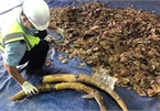 Six tonnes of ivory and pangolin scales seized at Tien Sa port