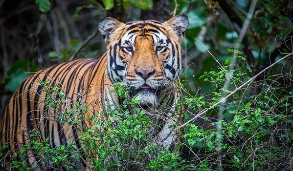 Legal foundations sought for tiger conservation in Vietnam hinh anh 1