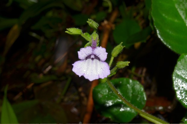 New plant species discovered in Thua Thien-Hue hinh anh 1