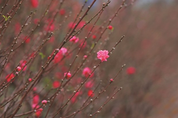 VIETNAM NEWS HEADLINES JANUARY 25