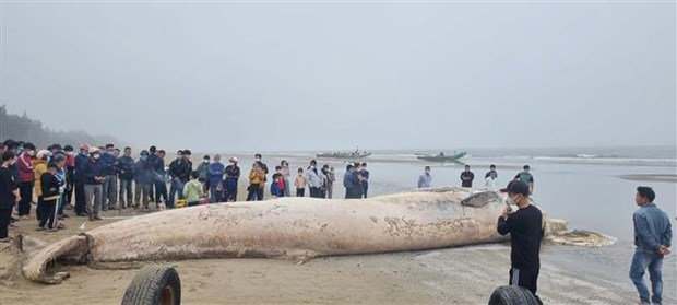 Thanh Hoa: 10-tonne whale carcass buried hinh anh 1