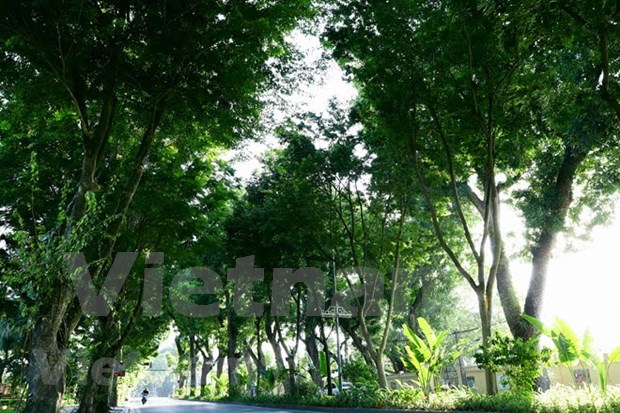 Hanoi manages to raise tree coverage in urban areas hinh anh 1