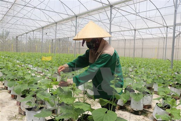 VBF official highlights prospects of circular agriculture hinh anh 1