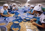 PM orders support to cashew nut exporters allegedly scammed
