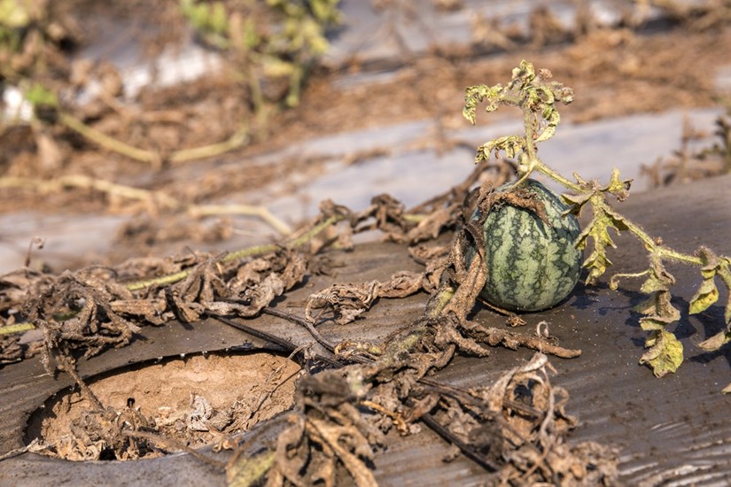Mekong Delta locals respond to drought and saltwater intrusion hinh anh 3