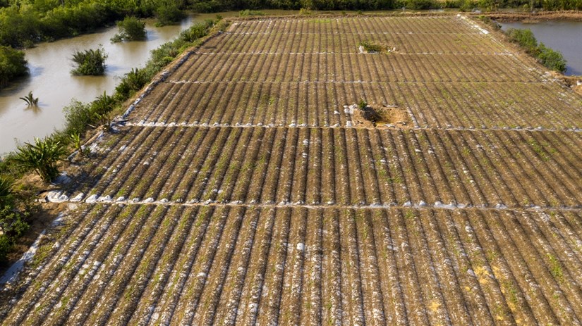 Mekong Delta locals respond to drought and saltwater intrusion hinh anh 4