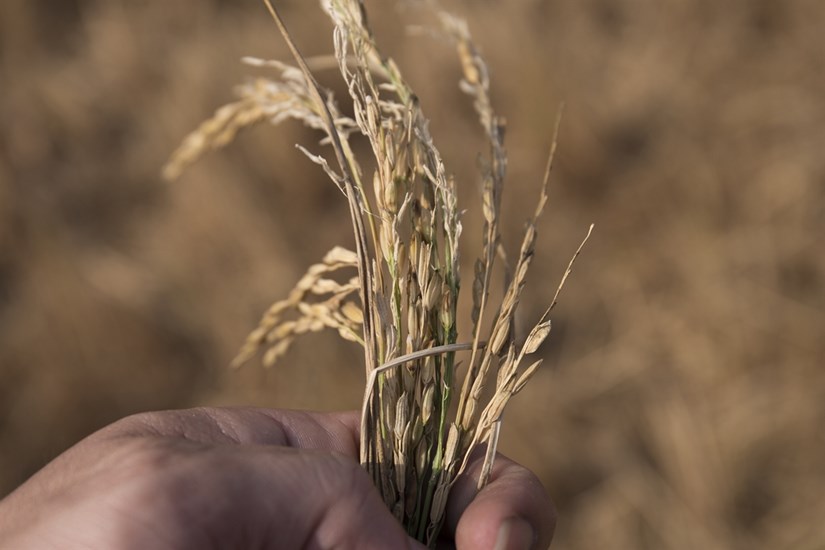 Mekong Delta locals respond to drought and saltwater intrusion hinh anh 5