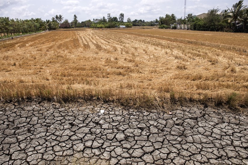 Mekong Delta locals respond to drought and saltwater intrusion hinh anh 6