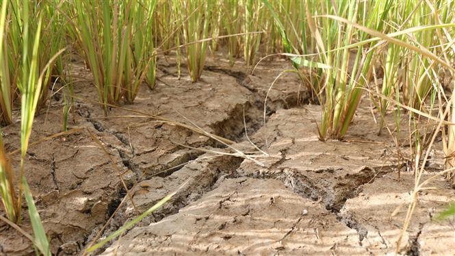 Many areas of rice in Nghe An province cannot bloom due to lack of water (Photo: VNA)