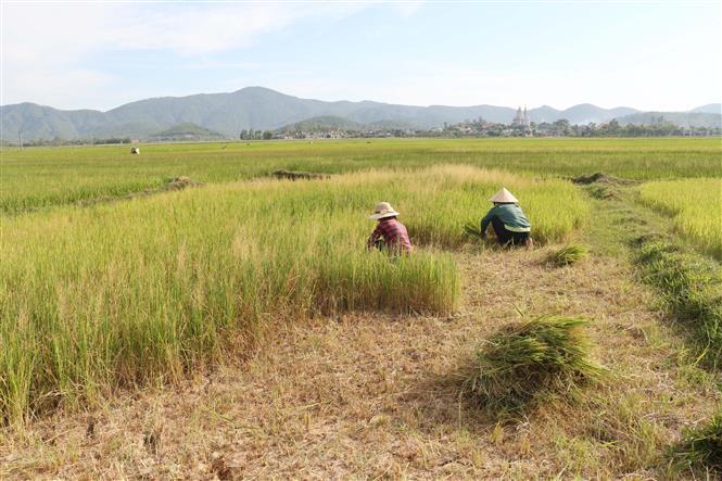 Rice fields in Nghe An province are damaged due to lack of water. Locals use them to feed the cattle (Photo: VNA)