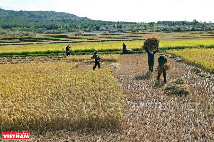 Daily activities of the locals (Photo: VNA)