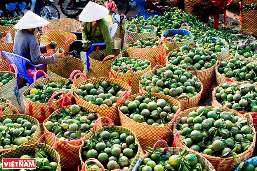 Thoi Son islet is a diverse fruit supply source for many wholesale markets in Tien Giang province (Photo: VNA)