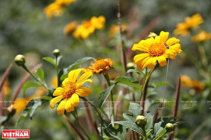 The Chu Dang Ya volcano boasts vibrant wild sunflowers (Photo: VNA)