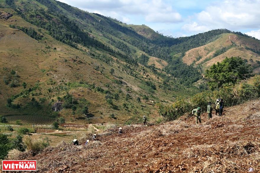 Thanks to its rich soil, local people promote farming on the Chu Dang Ya volcano (Photo: VNA)