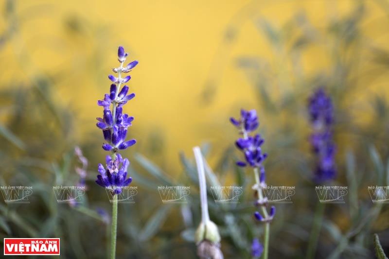 Lavender is one of Perfumery House’s popular fragrance (Photo:VNA/VNP)