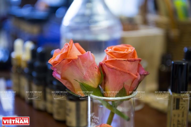 Roses are used for fragrance extraction (Photo:VNA/VNP)