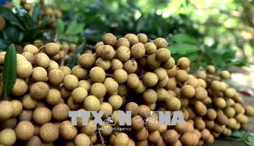 Longan fruit is a specialty of Hung Yen. The fruit is round, its skin light yellow and firm, while its flesh is fragrant, sweet and succulent (Photo: VNA)