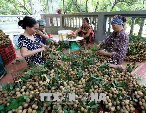 Locals classify and package longan fruits (Photo: VNA)