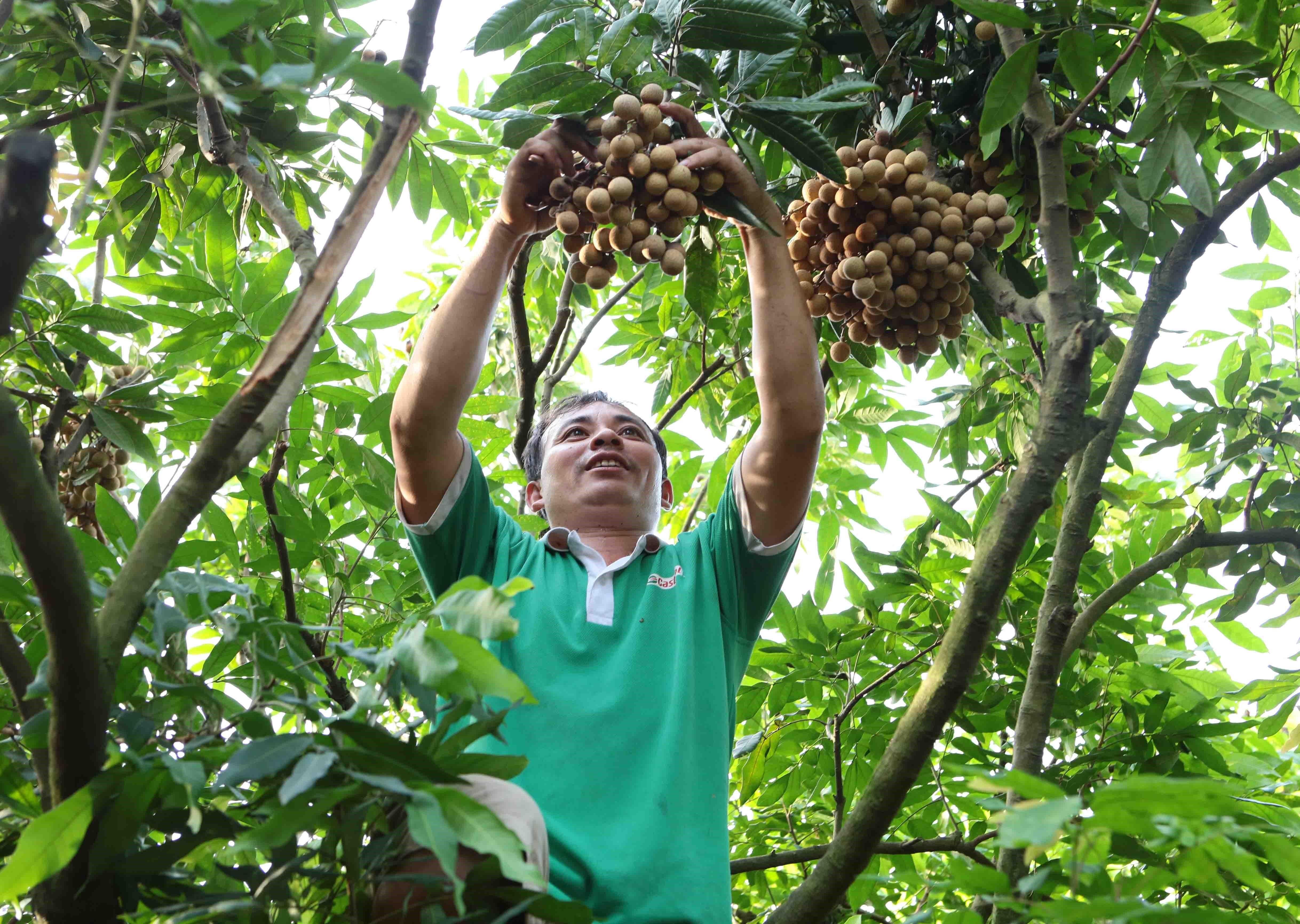 Farmers are thrilled with bountiful longan fruits harvest (Photo: VNA)