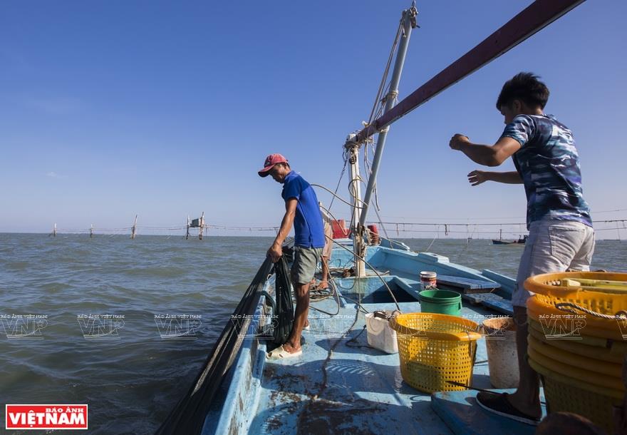 The catches are harvested in early mornings (Photo: VNA)