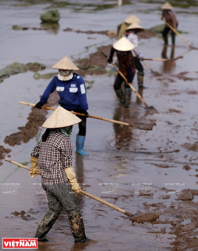 Tien Hai district has 3,000 hectares of clam farming along its 20km coastline (Photo: VNA)