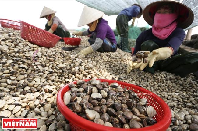 It took only 10 months to grow finger-sized clams into commercial ones, turning a decent profit for clam farmers (Photo: VNA)