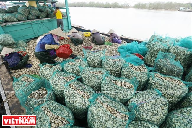 Besides permanent employees, clam farms create thousands of jobs for locals (Photo: VNA)