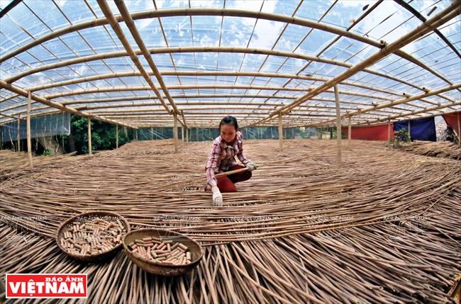 Le Xuan Hoa decided to build Hon Mu farm with the philosophy that all plants from wild grasses to perennial trees have their own value (Photo: VNA)