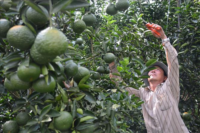 ĐBSCL: Nhân rộng các mô hình liên kết sản xuất theo chuỗi giá trị