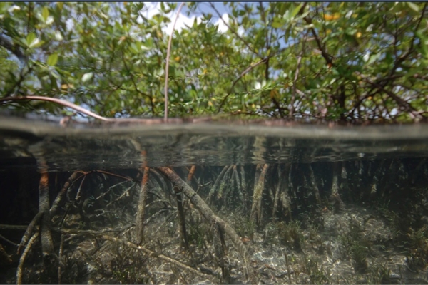 Phát hiện vi khuẩn 'khổng lồ' ở đầm cạn ngập mặn Caribe