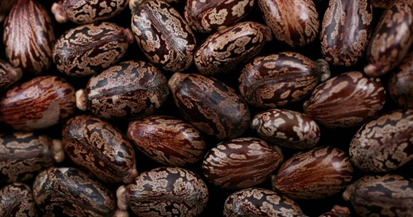 Chất ricin gửi tới Nhà Trắng độc đến mức nào?