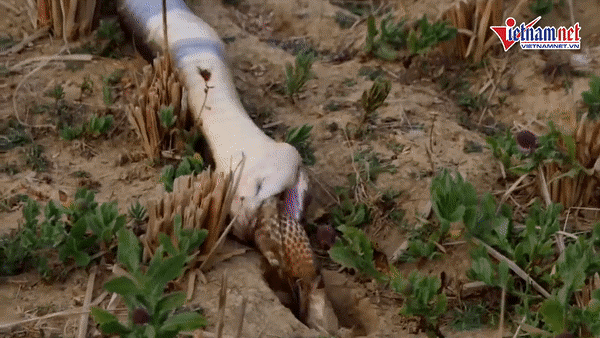 'Đói mồi' hổ mang chúa kéo bạn tình từ dưới hang lên xơi tái