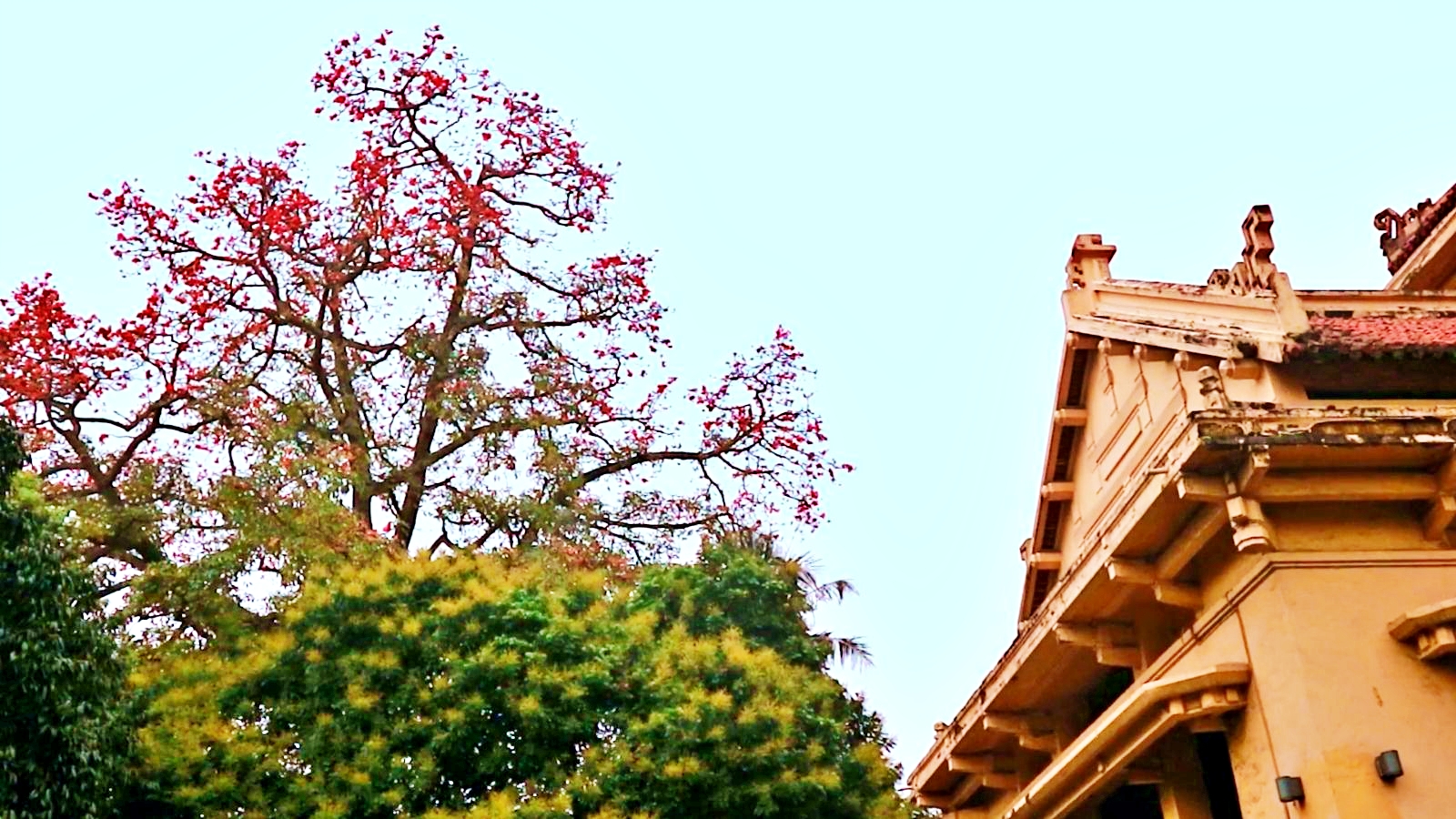 Hà Nội đẹp lạ mùa hoa gạo, sắc đỏ xua tan rét nàng Bân