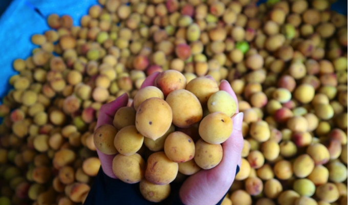 Perfume Pagoda’s golden apricots are very popular at the beginning of the season, Hanoi people “line up” to buy them