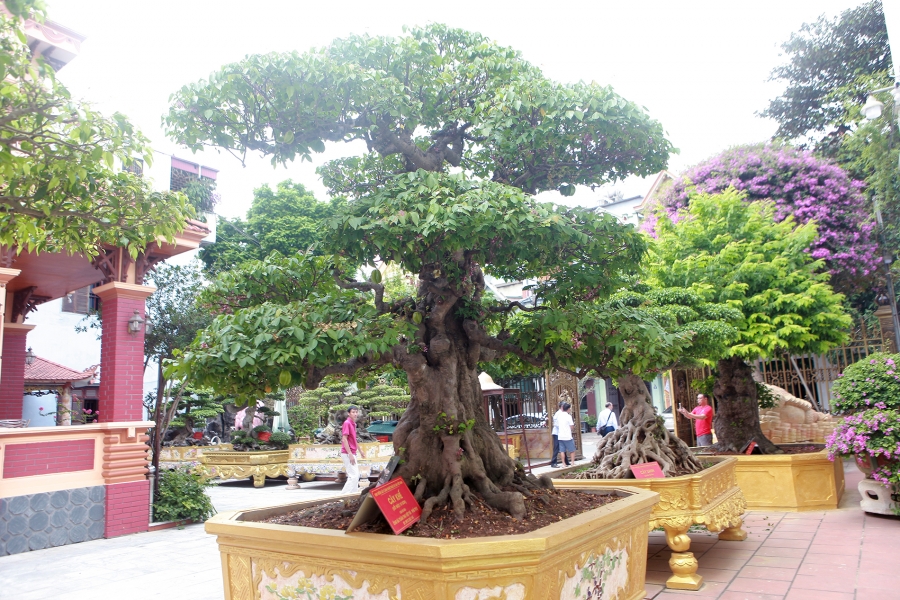 Mục sở thị khu vườn của đại gia Phú Thọ, '1 trong 10 vườn cây cảnh đẹp nhất thế giới'!