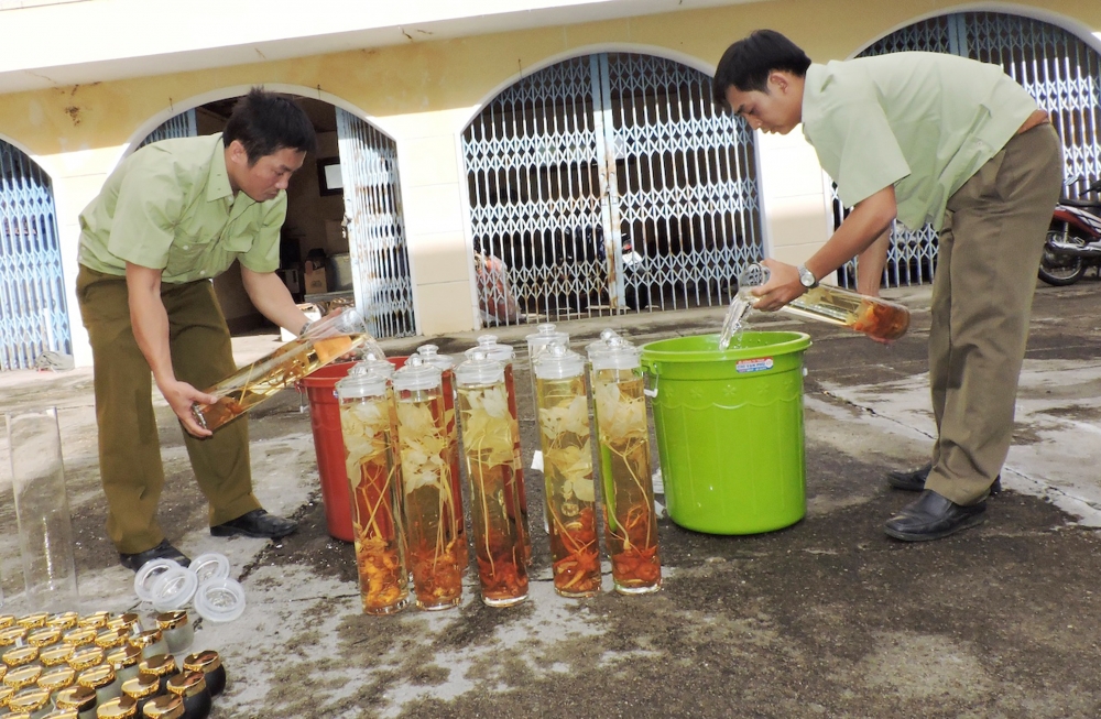 Thảo dược quý – thật, giả lẫn lộn