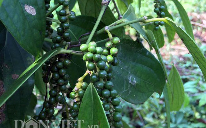 Tứ đỉnh gia vị đặc sản Tây Bắc thơm