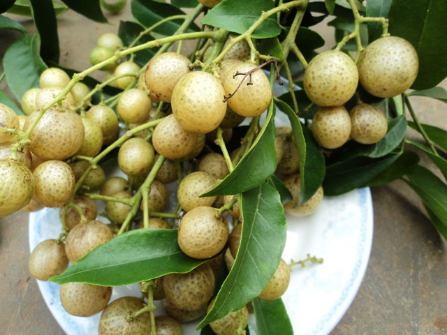 3 loại hạt gia vị đặc sản Tây Bắc nổi tiếng, số 3 có tiền triệu chưa chắc đã mua được - Ảnh 5.