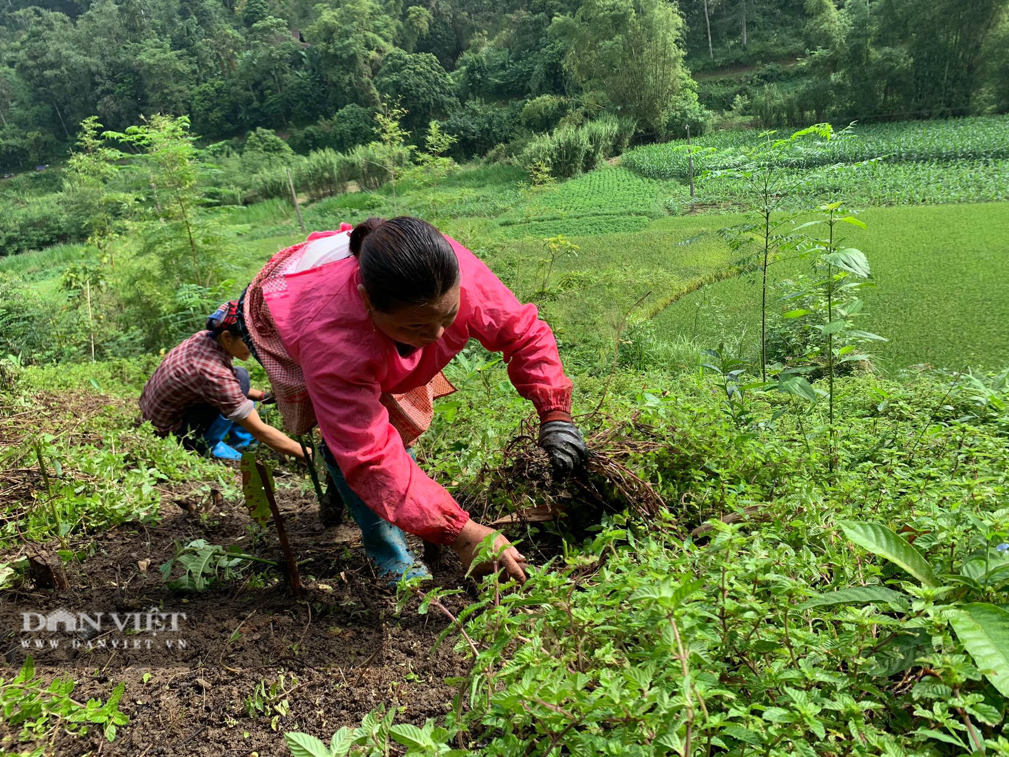 Chỉ cần có mưa, người nông dân sẽ