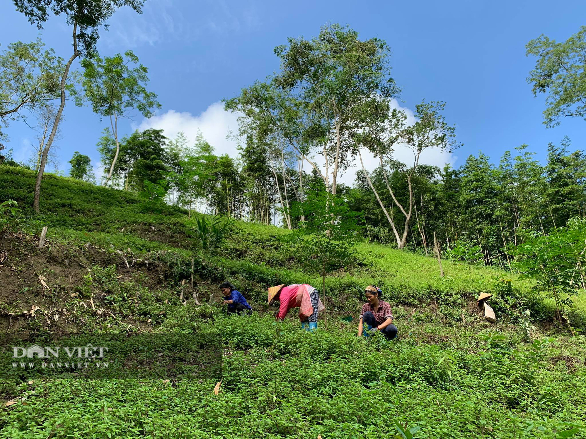 Chỉ cần có mưa, người nông dân sẽ 
