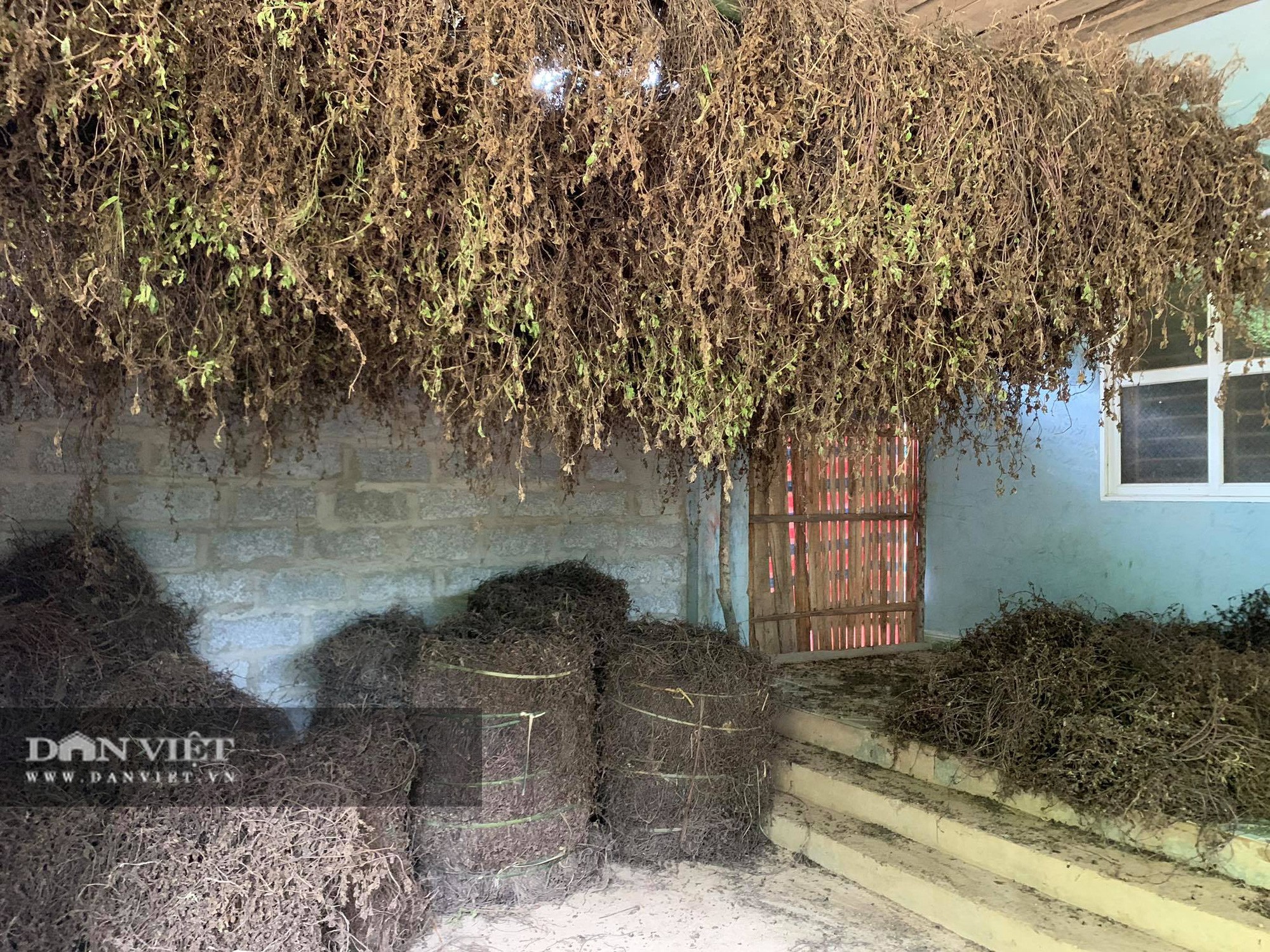 Chỉ cần có mưa, người nông dân sẽ