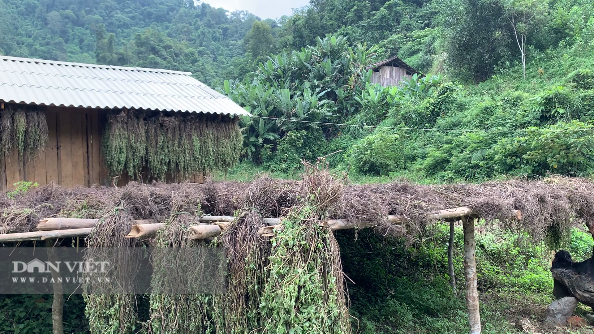 Chỉ cần có mưa, người nông dân sẽ 