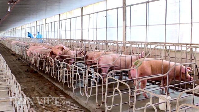 Cho heo ăn ngủ trong chuồng lạnh, nông dân Đồng Nai khỏe ru - Ảnh 1.