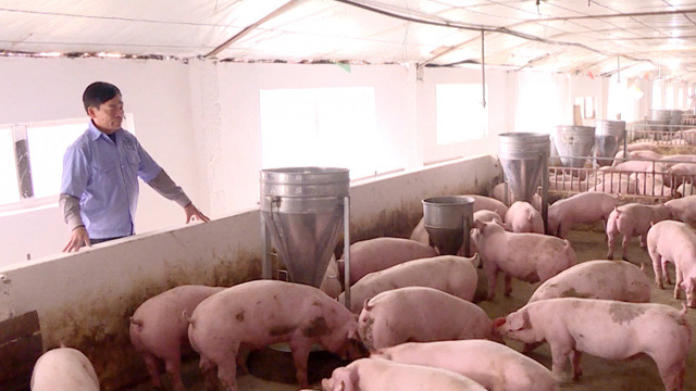 Xử lý chất thải trong chăn nuôi lợn bằng chế phẩm sinh học
