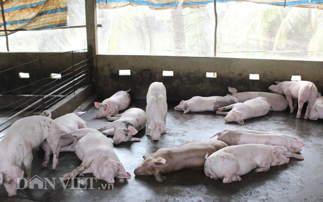 Cho heo ăn ngủ trong chuồng lạnh, nông dân Đồng Nai khỏe ru - Ảnh 3.