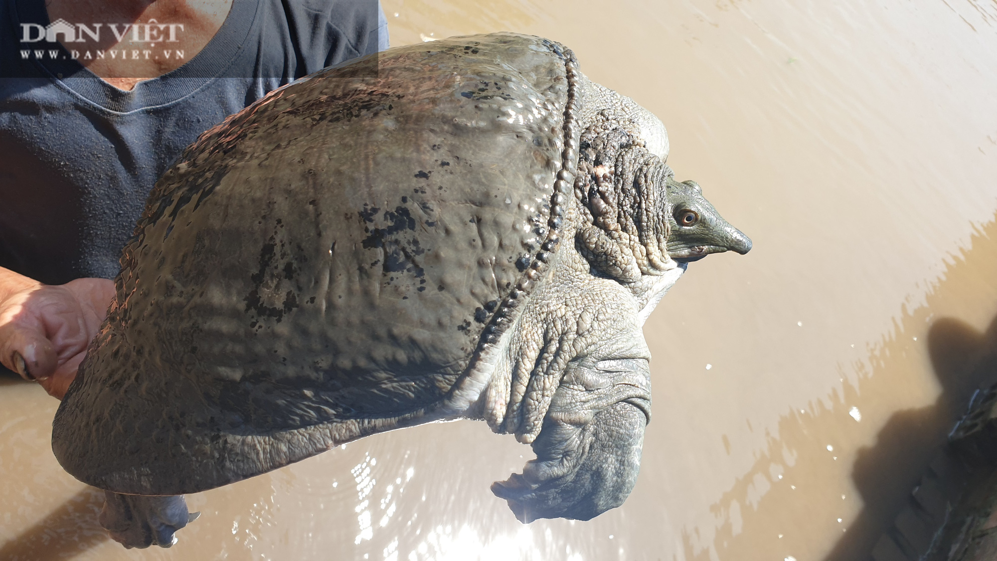 Thái Bình: Nuôi con cứ bắt lên là thụt đầu trốn, lão nông kiếm nhẹ cả nửa tỷ đồng/năm. - Ảnh 2.