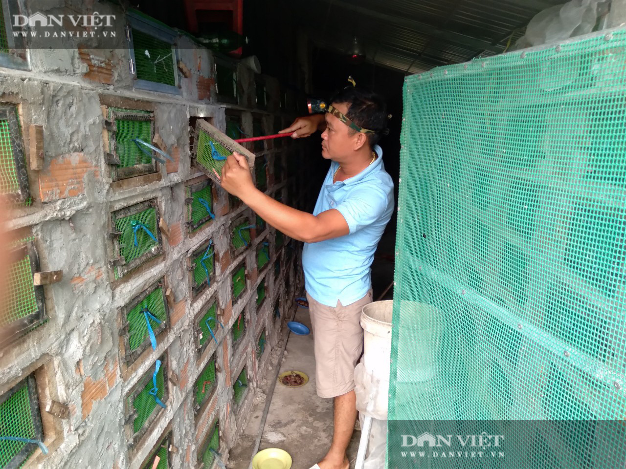 Có gì bên trong trại nuôi rắn hổ mang quy mô lớn ở tỉnh Sóc Trăng? - Ảnh 1.